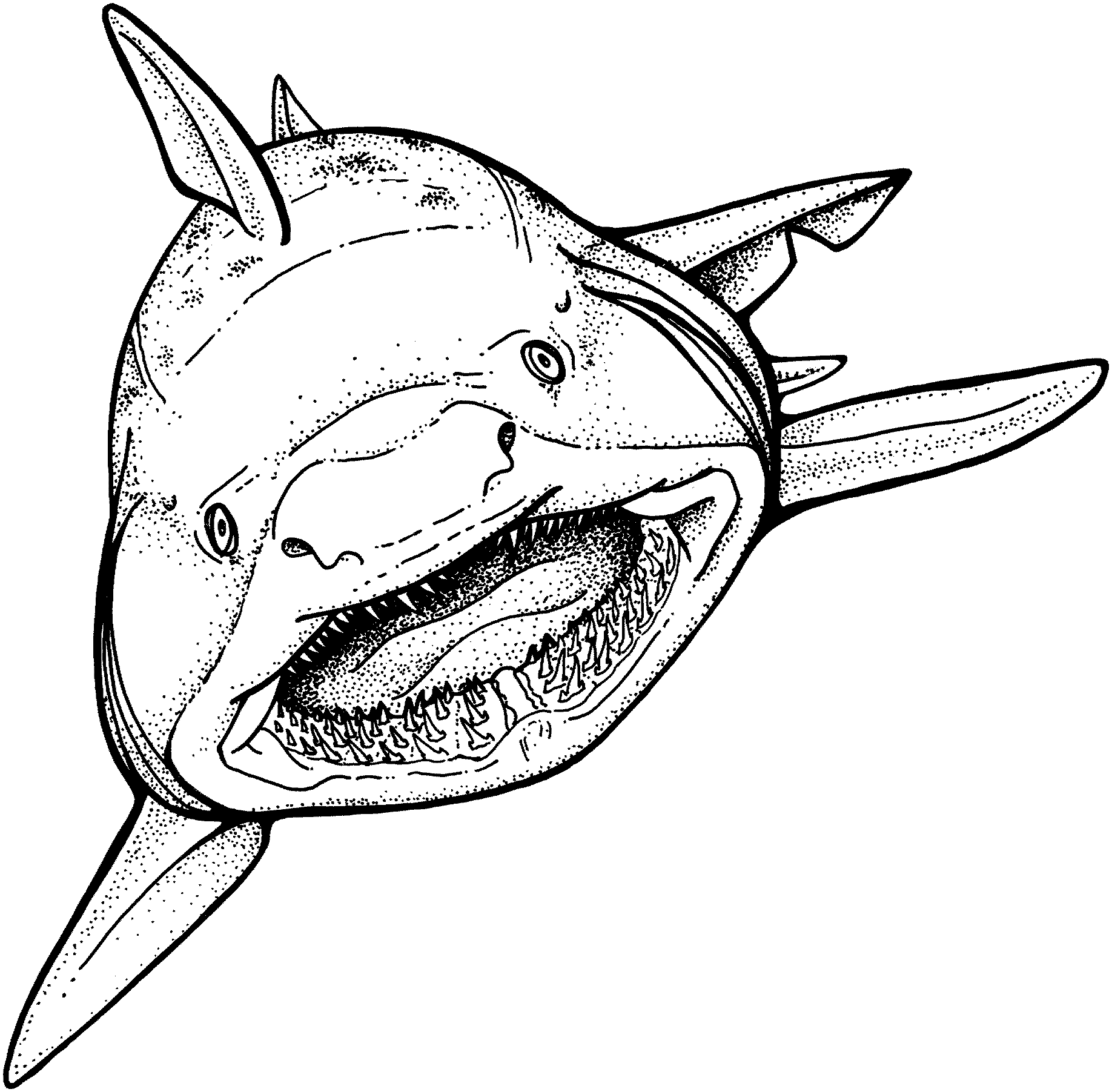 Shark Coloring Pages - Get Coloring Pages