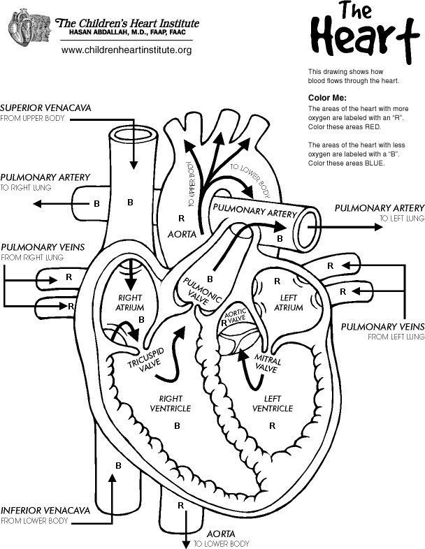 Anatomy Coloring Pages For Kids | Free Coloring Pages | Heart diagram,  Nurse, Nursing study