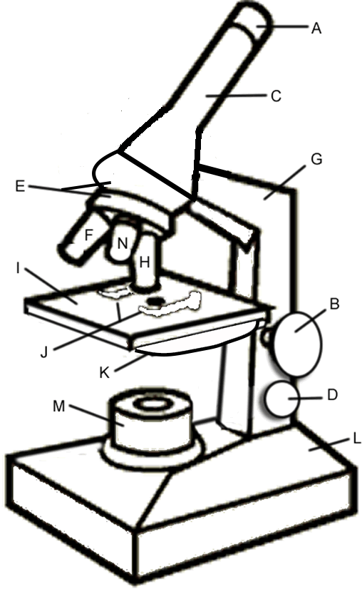 Parts of the Microscope by Coloring