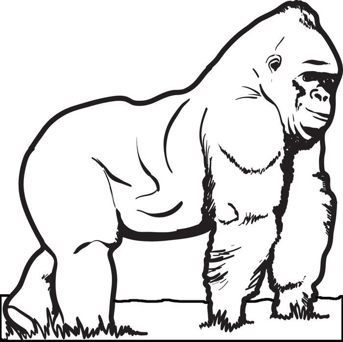 Gorilla Coloring Page | Coloring pages, Super coloring pages ...