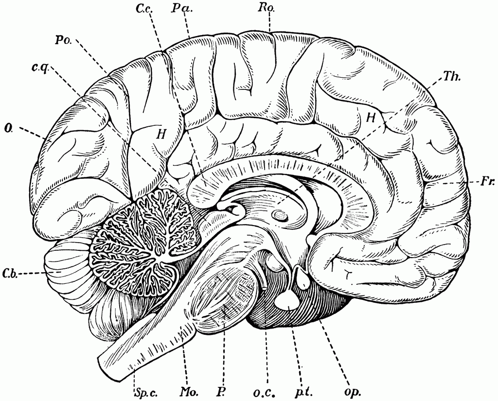 parts of brain coloring page - Clip Art Library