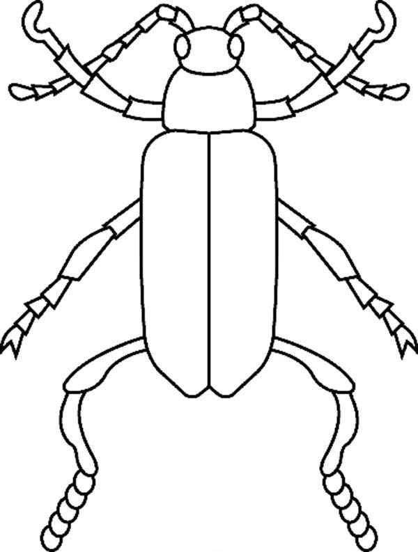 Species Of Bugs Coloring Page : Coloring Sun | Bug coloring pages, Coloring  pages, Animal coloring pages