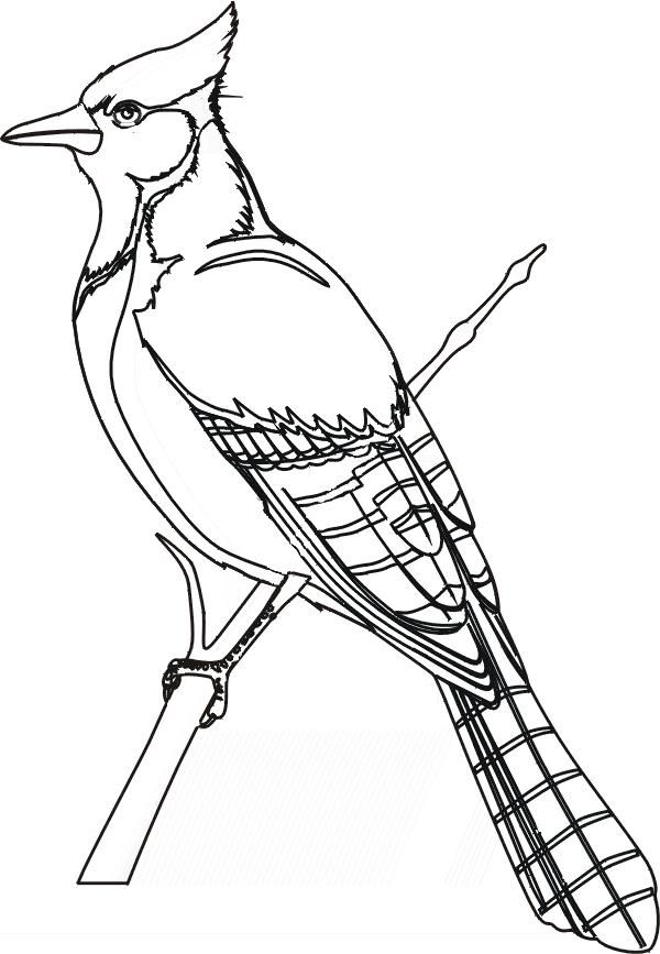 Blue Jay Bird Coloring Page Printable | Bird coloring pages ...