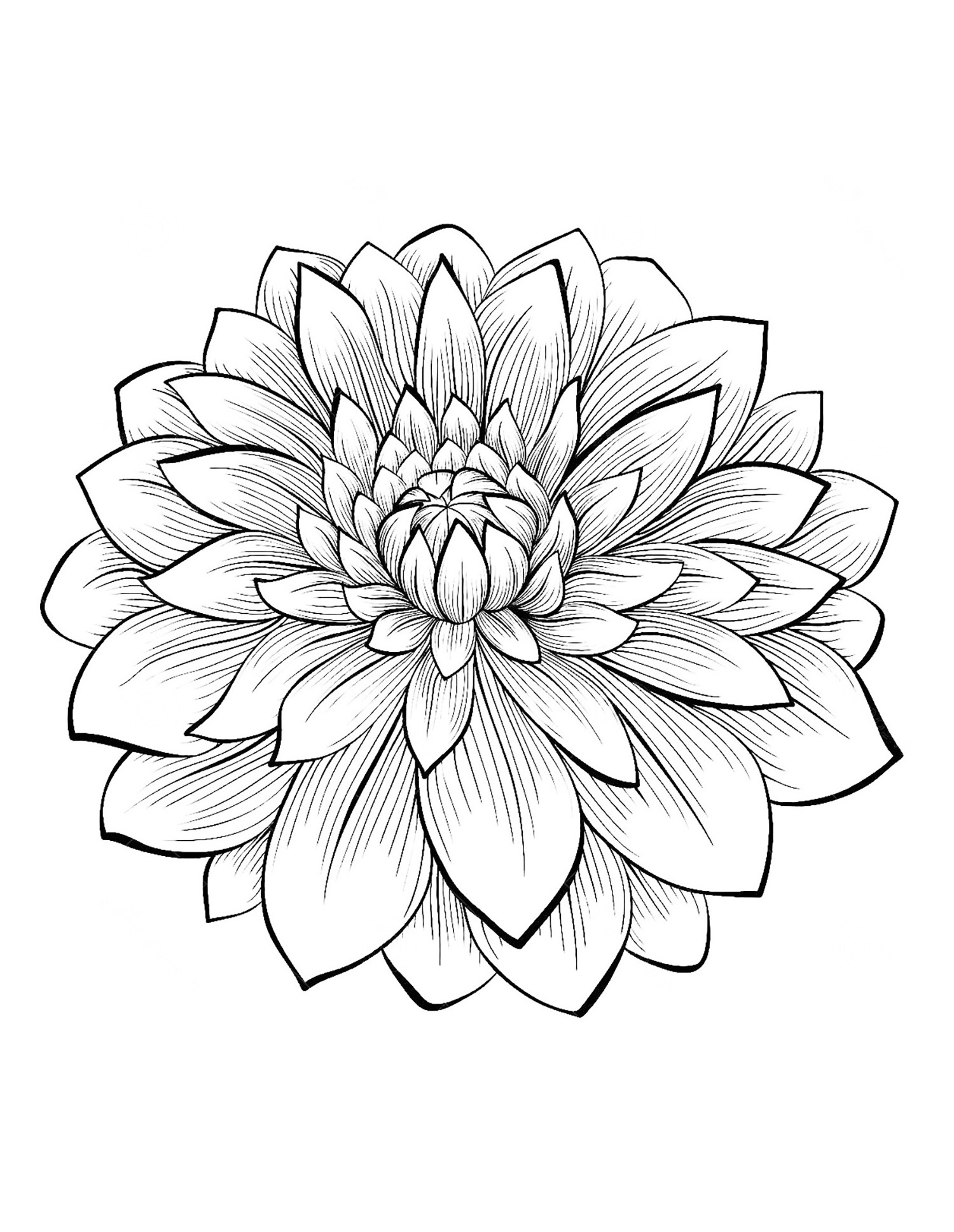 Dahlia - Flowers Kids Coloring Pages
