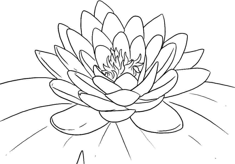Flower Coloring Pages Printable | Free Coloring Pages