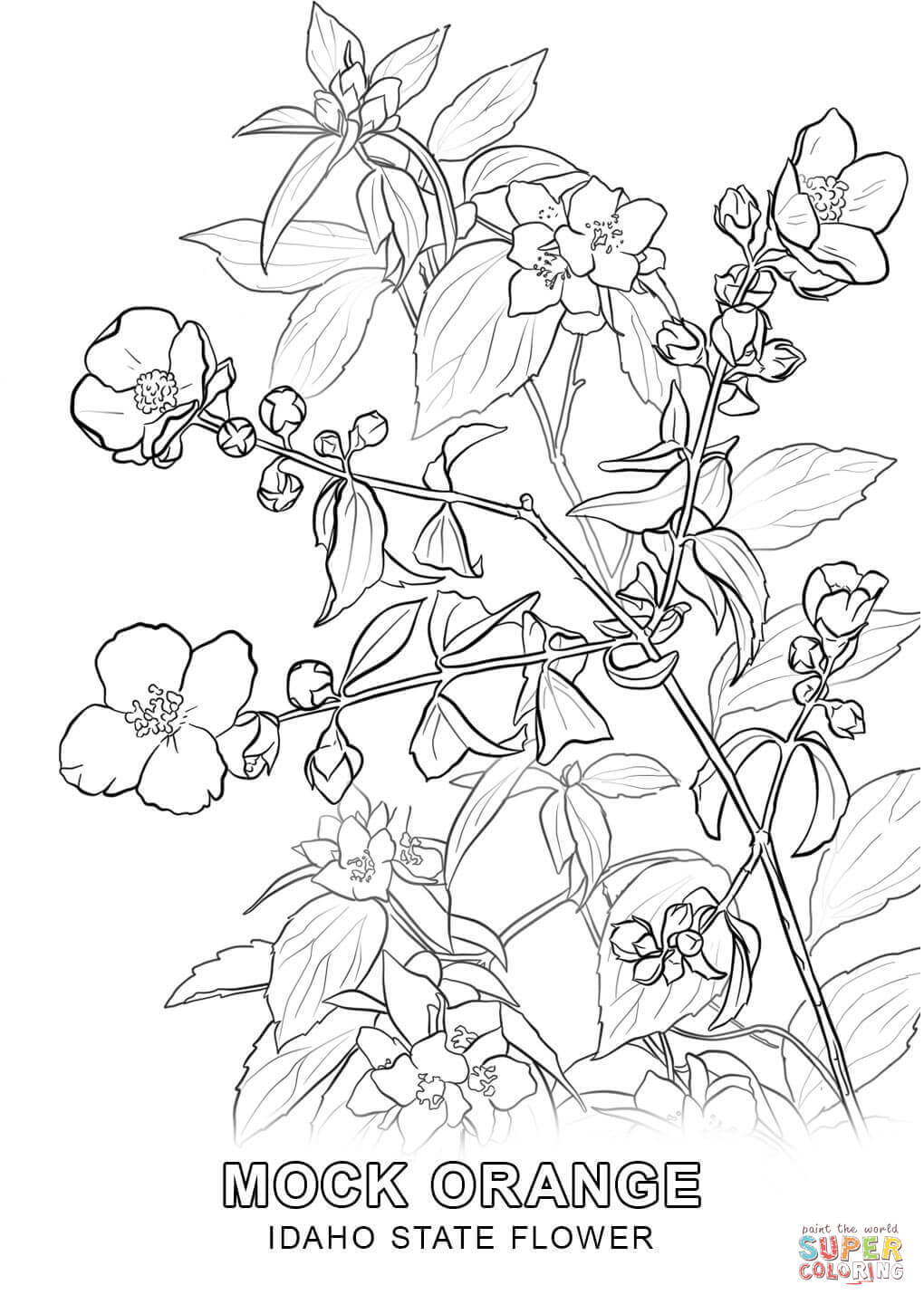 Idaho State Flower coloring page | Free Printable Coloring Pages