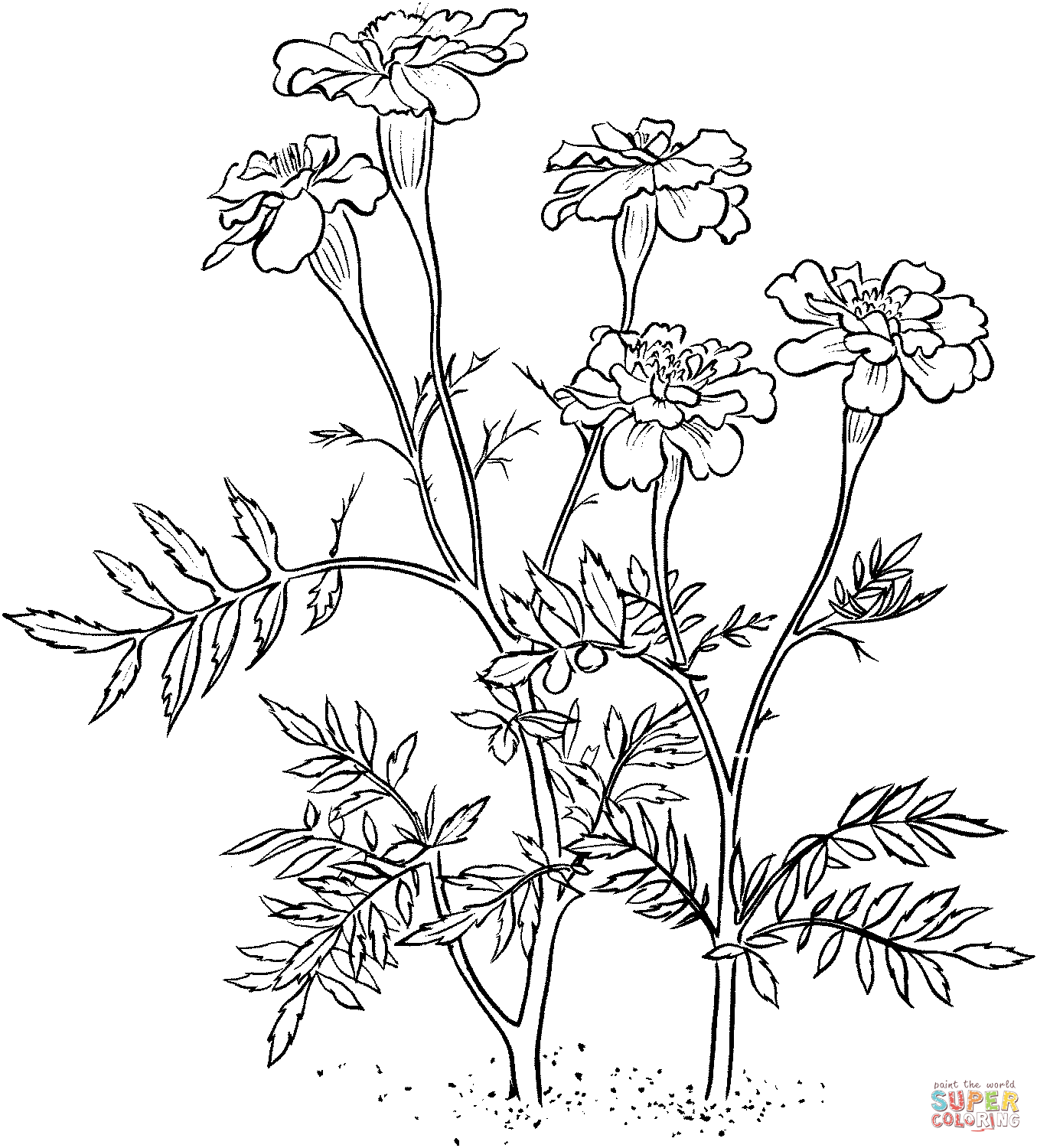 Marigolds coloring pages | Free Coloring Pages
