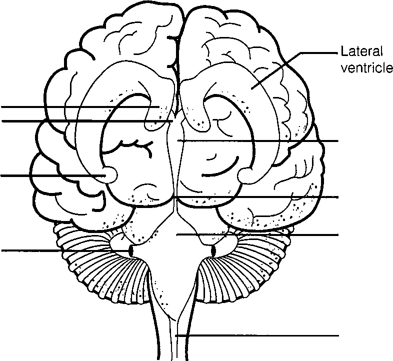 Figure 7-9 from The organization of the nervous system. | Semantic Scholar