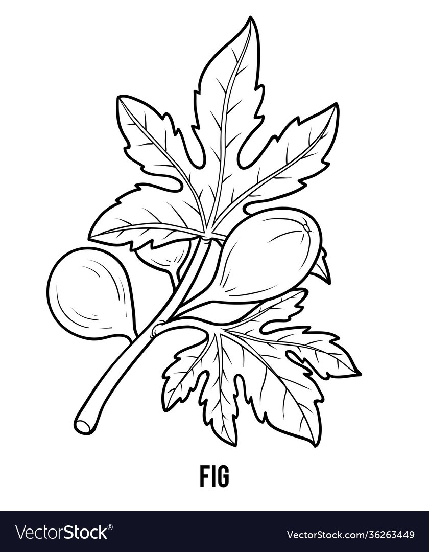 Coloring book for children fig tree branch Vector Image