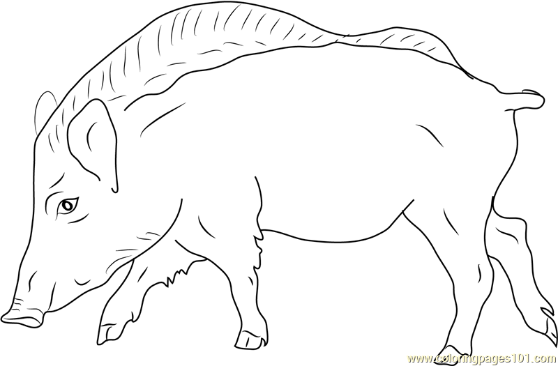 European Wild Boar Coloring Page for Kids - Free Boar Printable Coloring  Pages Online for Kids - ColoringPages101.com | Coloring Pages for Kids