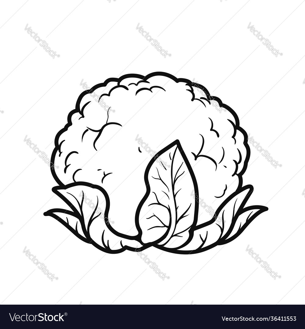 Cauliflower linear drawing on white background Vector Image