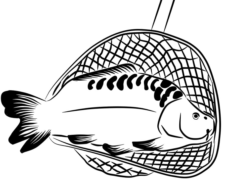Catching Carp Coloring Page - Free Printable Coloring Pages for Kids