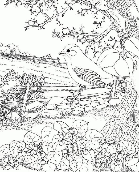 35 State Birds Coloring Pages - Free Printable Coloring Pages