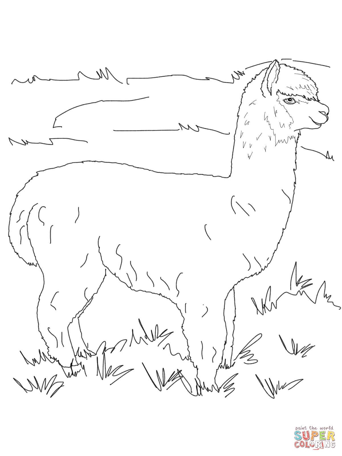 Alpaca coloring pages | Free Coloring Pages | Coloring book art, Coloring  pages, Alpaca