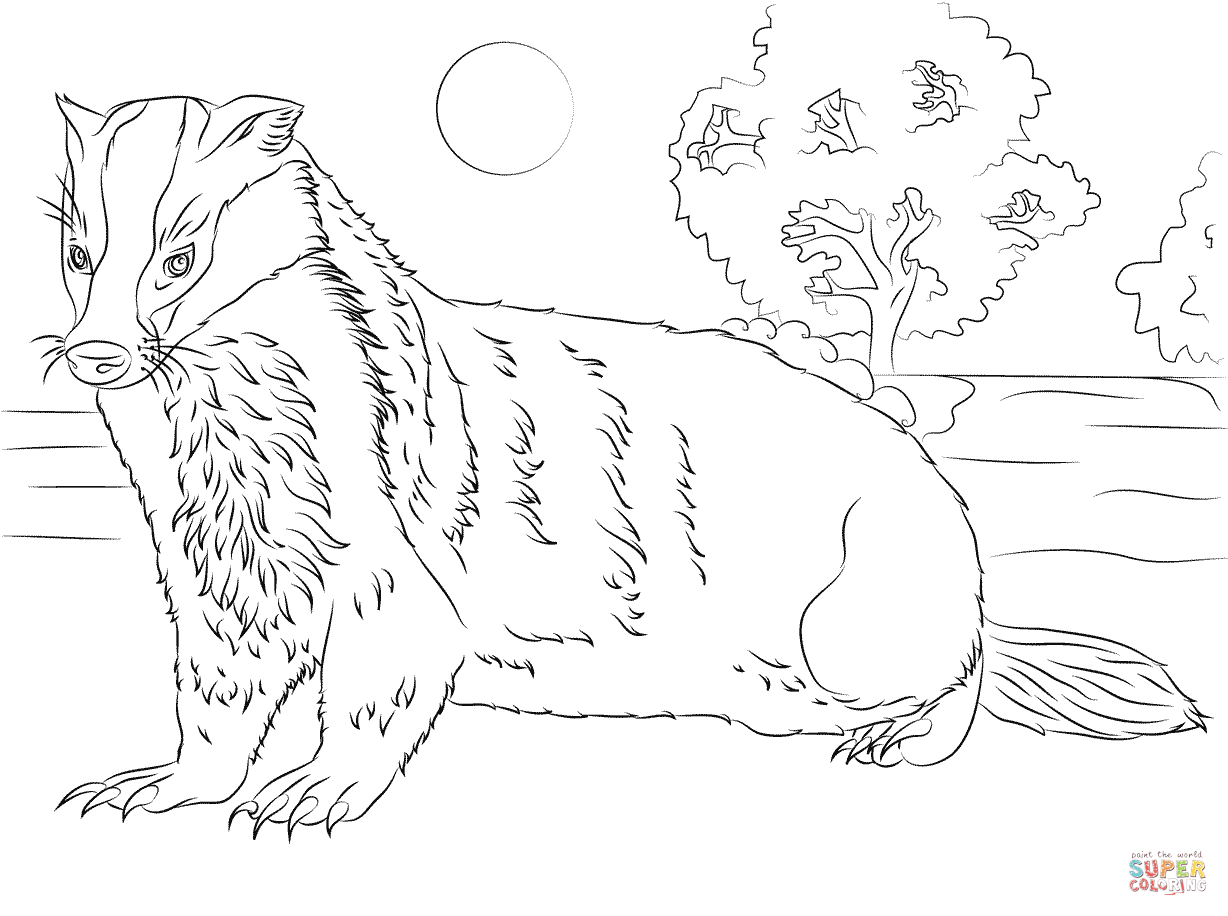 Badger coloring page | Free Printable Coloring Pages