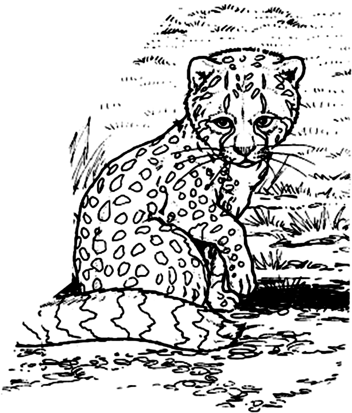Cheetah Coloring Pages | UniqueColoringPages