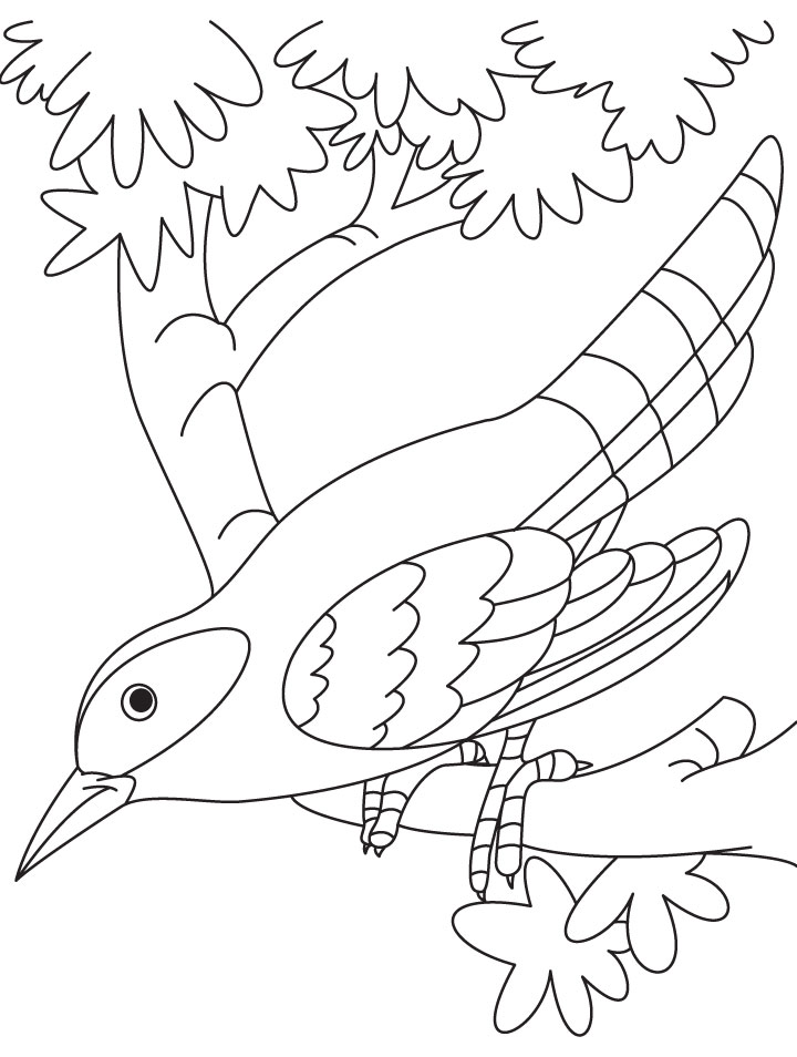 A cuckoo bird sitting on a branch coloring page | Download Free A 