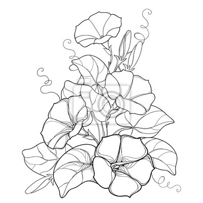 Vector bouquet with outline ipomoea or morning glory flower bell, wall  mural • murals inflorescence, liana, colouring | myloview.com