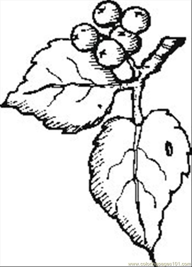 Berries Coloring Page for Kids - Free Blackberry Printable Coloring Pages  Online for Kids - ColoringPages101.com | Coloring Pages for Kids