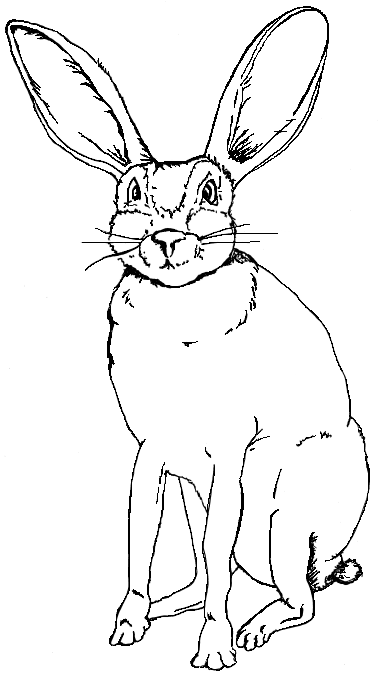 Black-tailed Jackrabbit Coloring Page