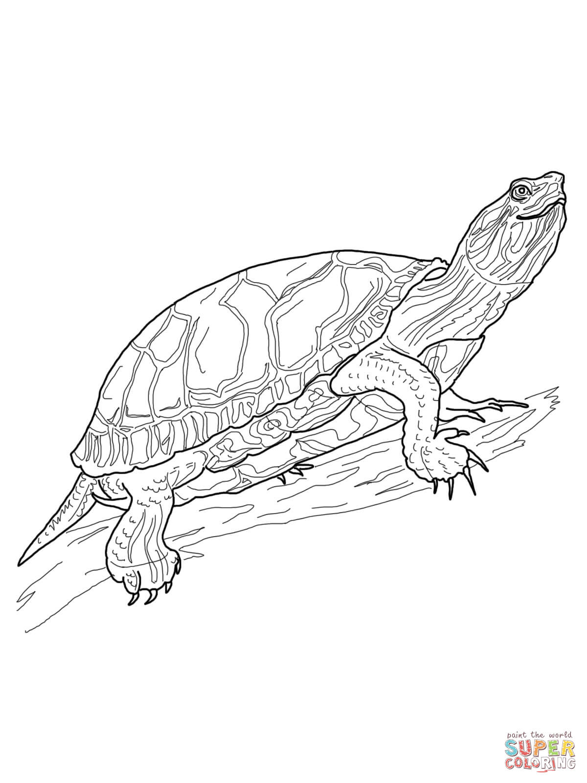 Western Painted Turtle coloring page | Free Printable Coloring Pages