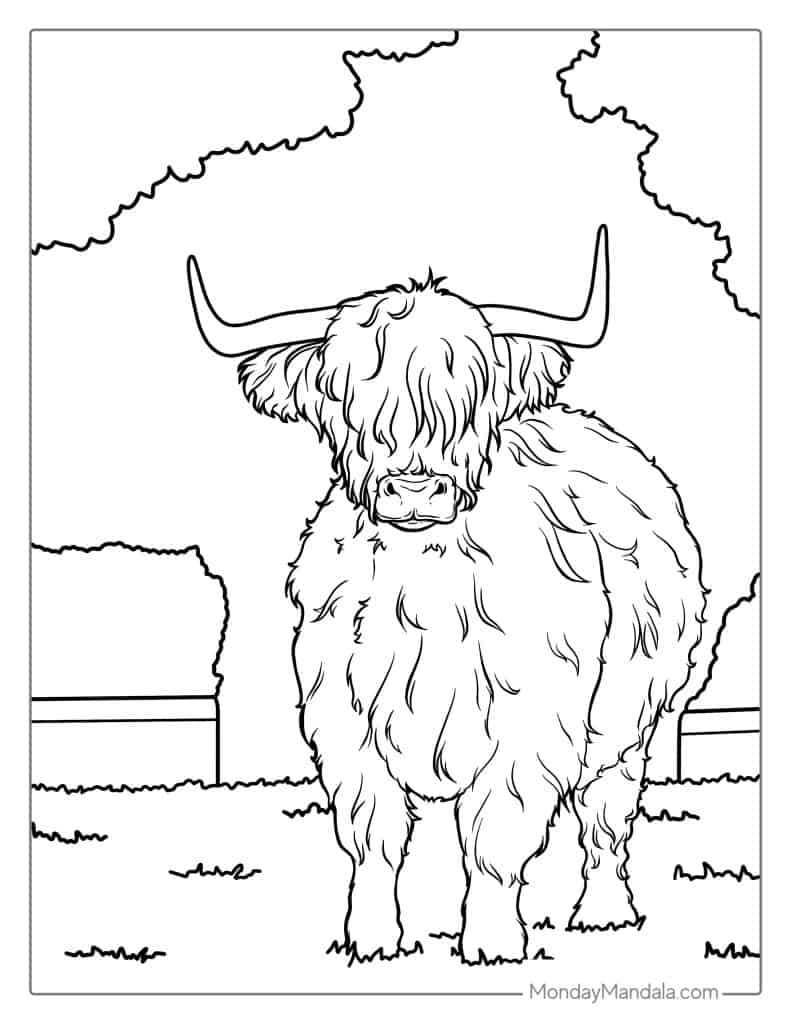 Highland Cow Coloring Pages - Coloring Nation