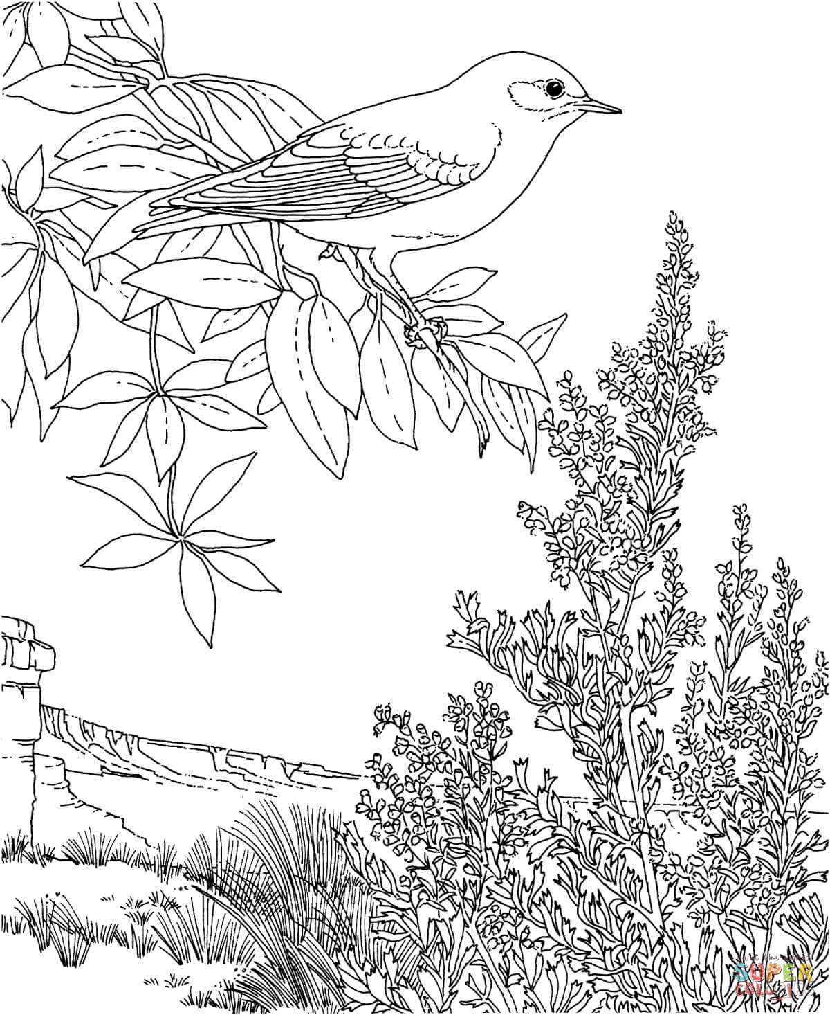 Bluebird coloring pages | Free Coloring Pages