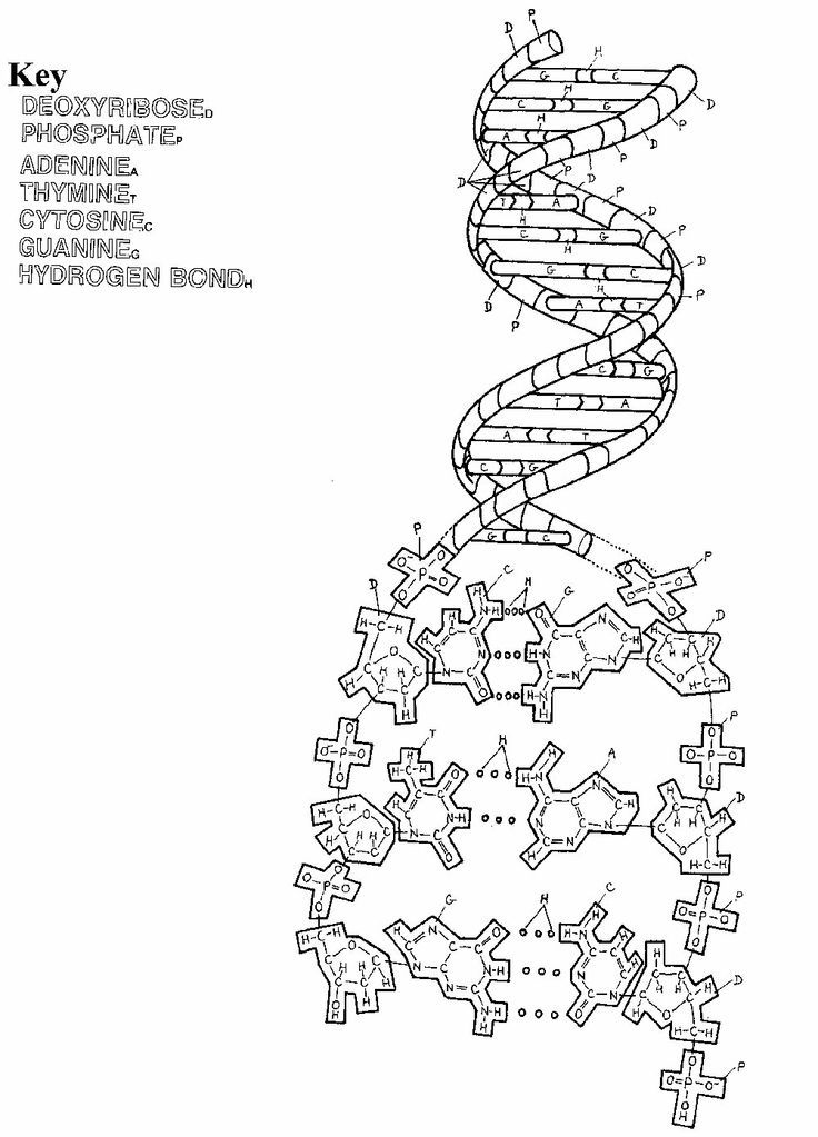 max homeschool | Biology Experiments, Methamphetamine ...