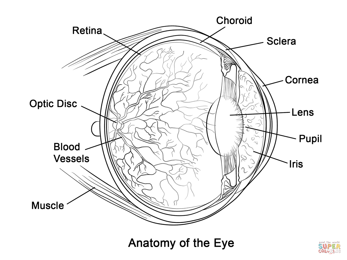 Human Eye Anatomy coloring page | Free Printable Coloring Pages