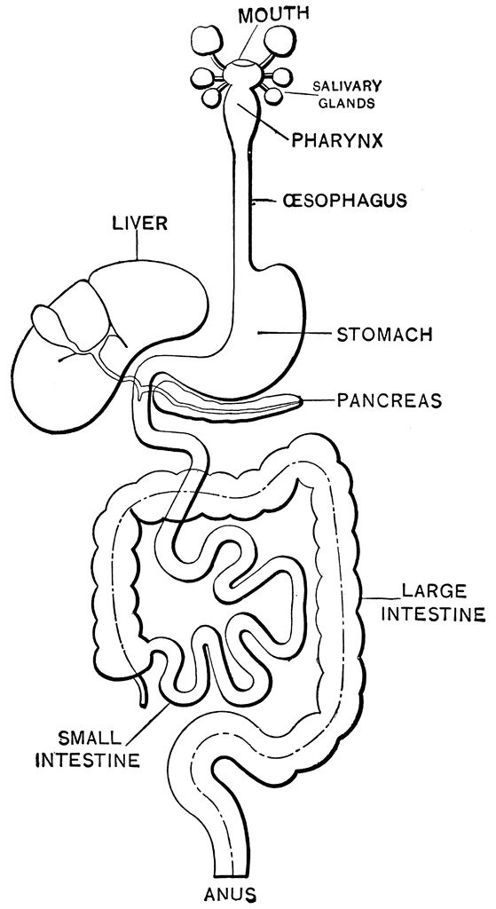 ▷ Biology: Coloring Pages & Books - 100% FREE and printable!