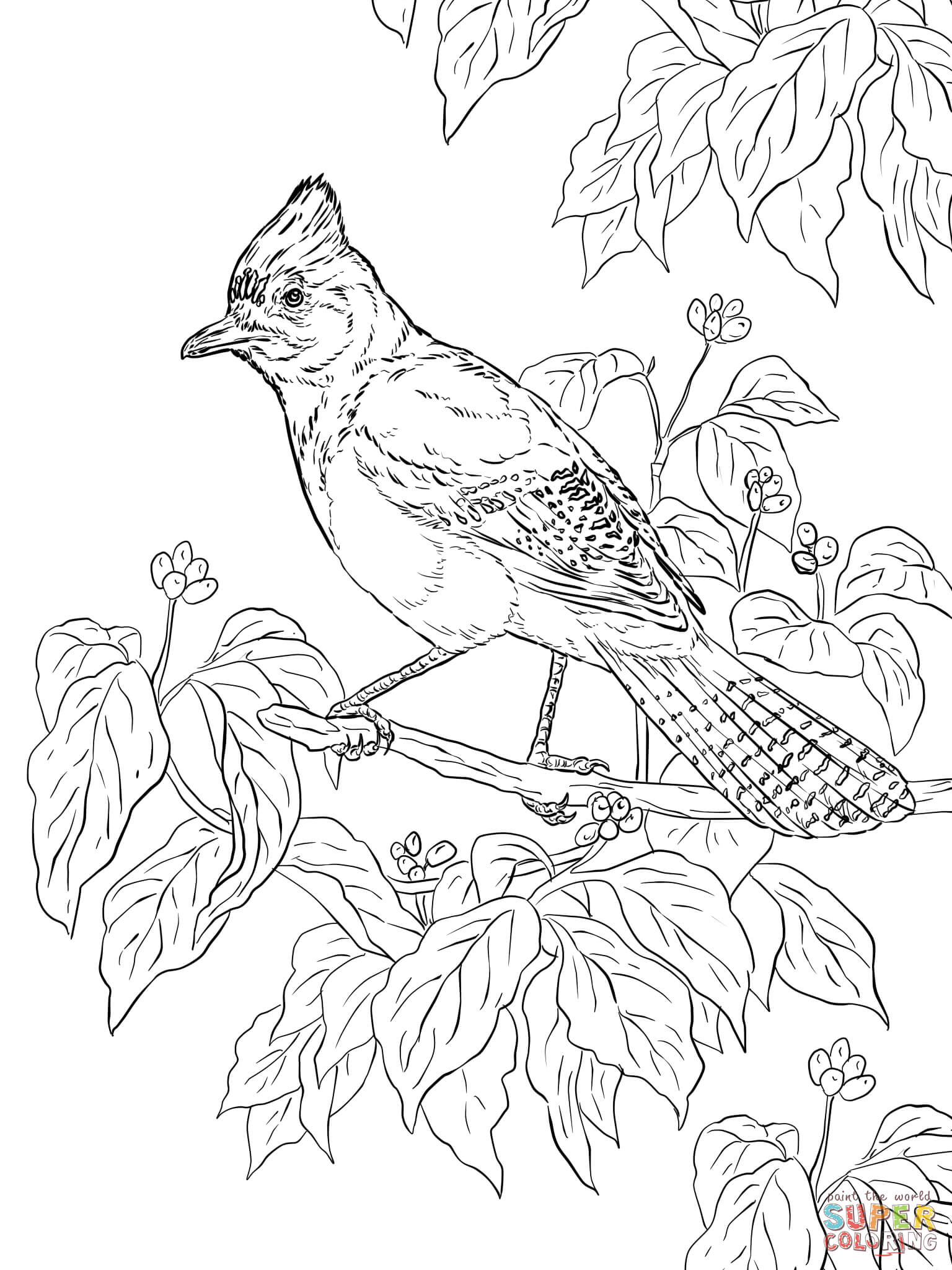 Realistic Steller's Jay coloring page | Free Printable Coloring Pages
