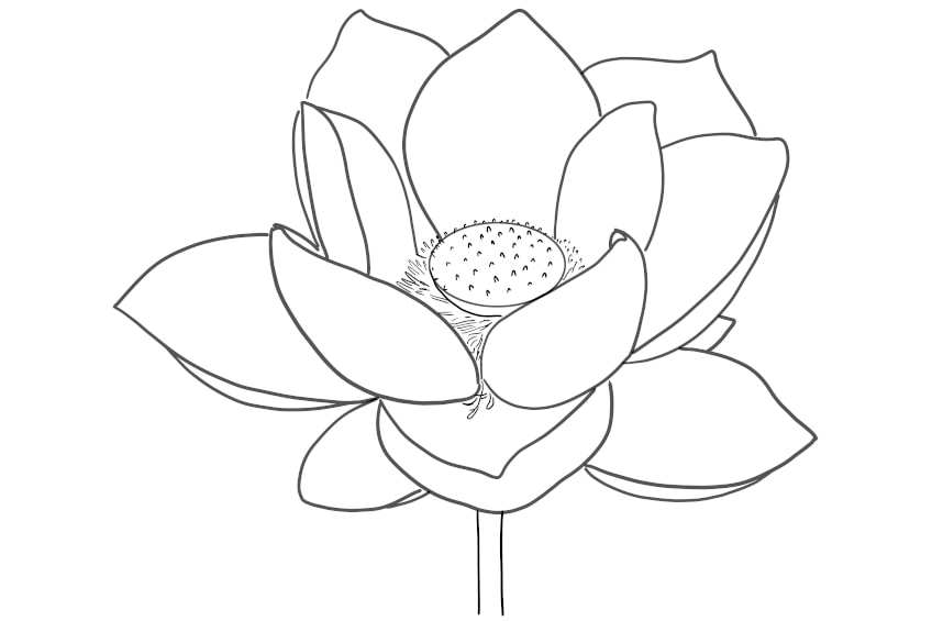 Flower Coloring Pages - 15 Flower Pictures to Print and Color