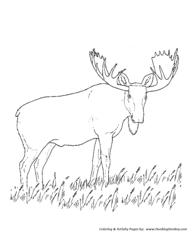 Realistic animal coloring page moose Moose and wolves in isle ...