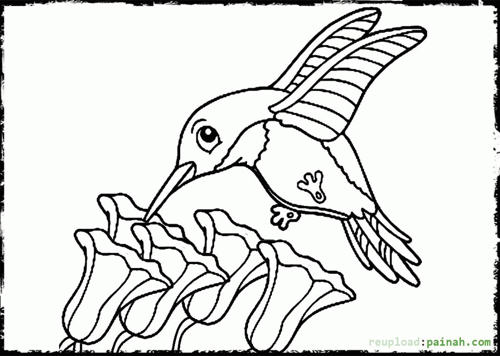 Beautiful Hummingbird Coloring Pages For Adults - Coloring Pages ...