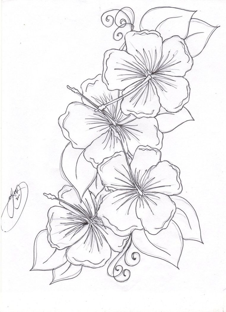 Free Printable Hibiscus Flower Coloring Pages | Hawaiian flower tattoos, Hibiscus  flower tattoos, Hibiscus flower drawing