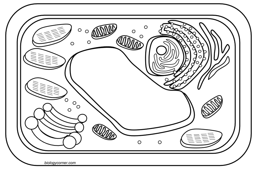 Plant Cells Coloring Pages - Coloring Page