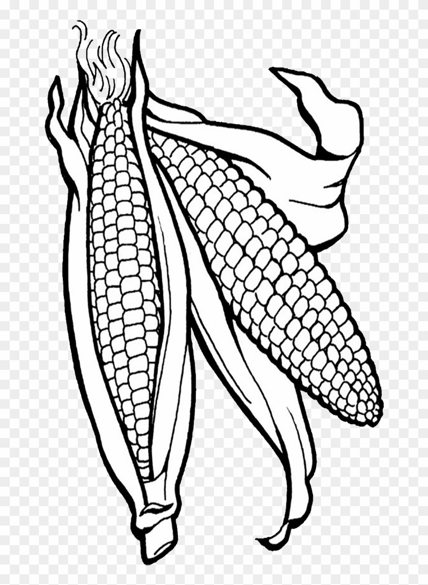 Corn Clipart Png Corn Clipart - Corn Coloring Page Transparent Png  (#4985099) - PinClipart