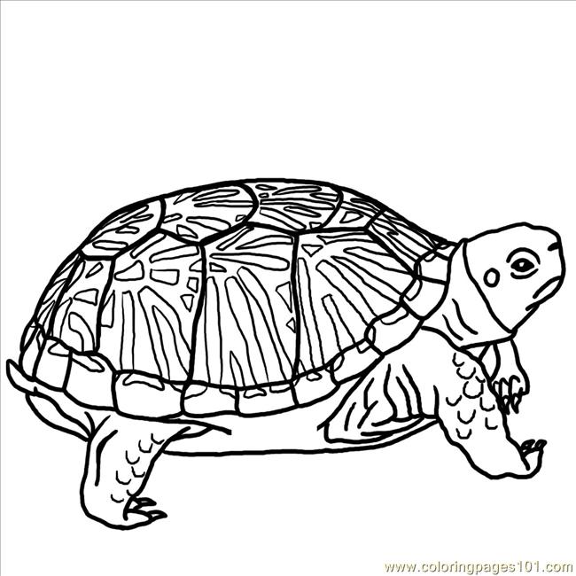 Ornate Box Turtle Bw Coloring Page for Kids - Free Turtles Printable Coloring  Pages Online for Kids - ColoringPages101.com | Coloring Pages for Kids