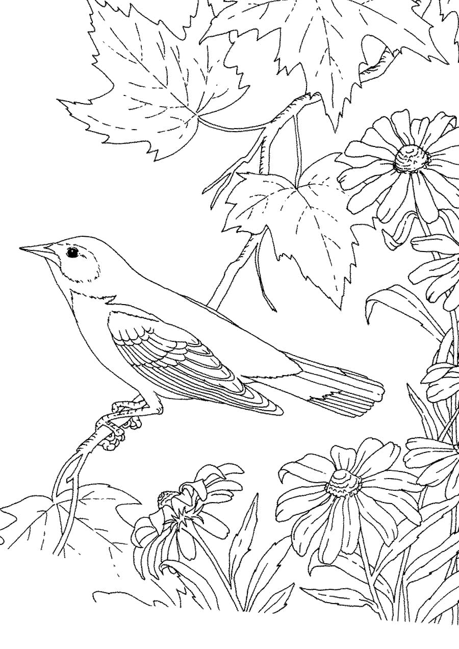 Bird Coloring Pages. 75 Best Images Free Printable