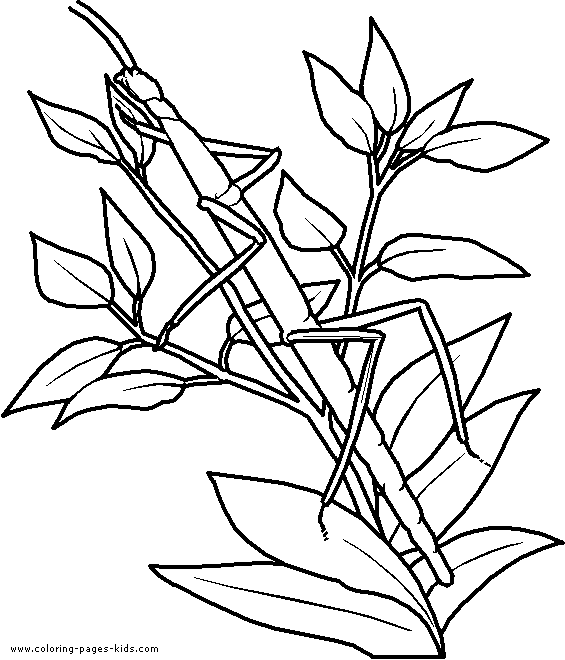 Insect coloring pages camo