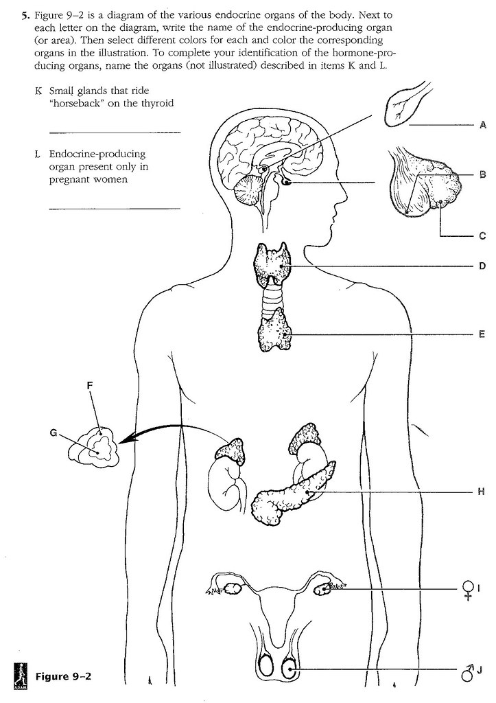 29 best ideas for coloring | Endocrine System Coloring Page