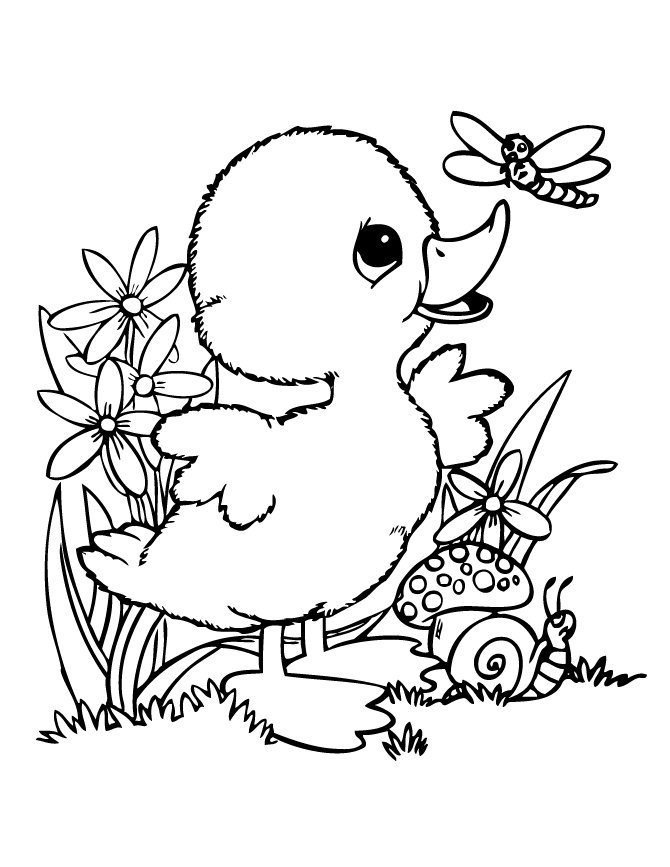 Duck Coloring Pages - Best Coloring Pages For Kids