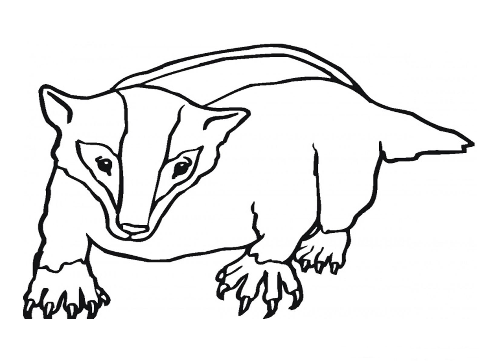 Badger coloring page | Animal coloring pages, Coloring pages ...