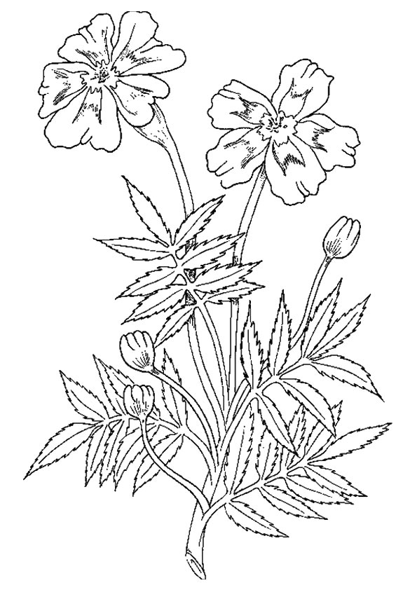 Parentune - Free & Printable The Marigold Coloring Picture, Assignment  Sheets Pictures for Child