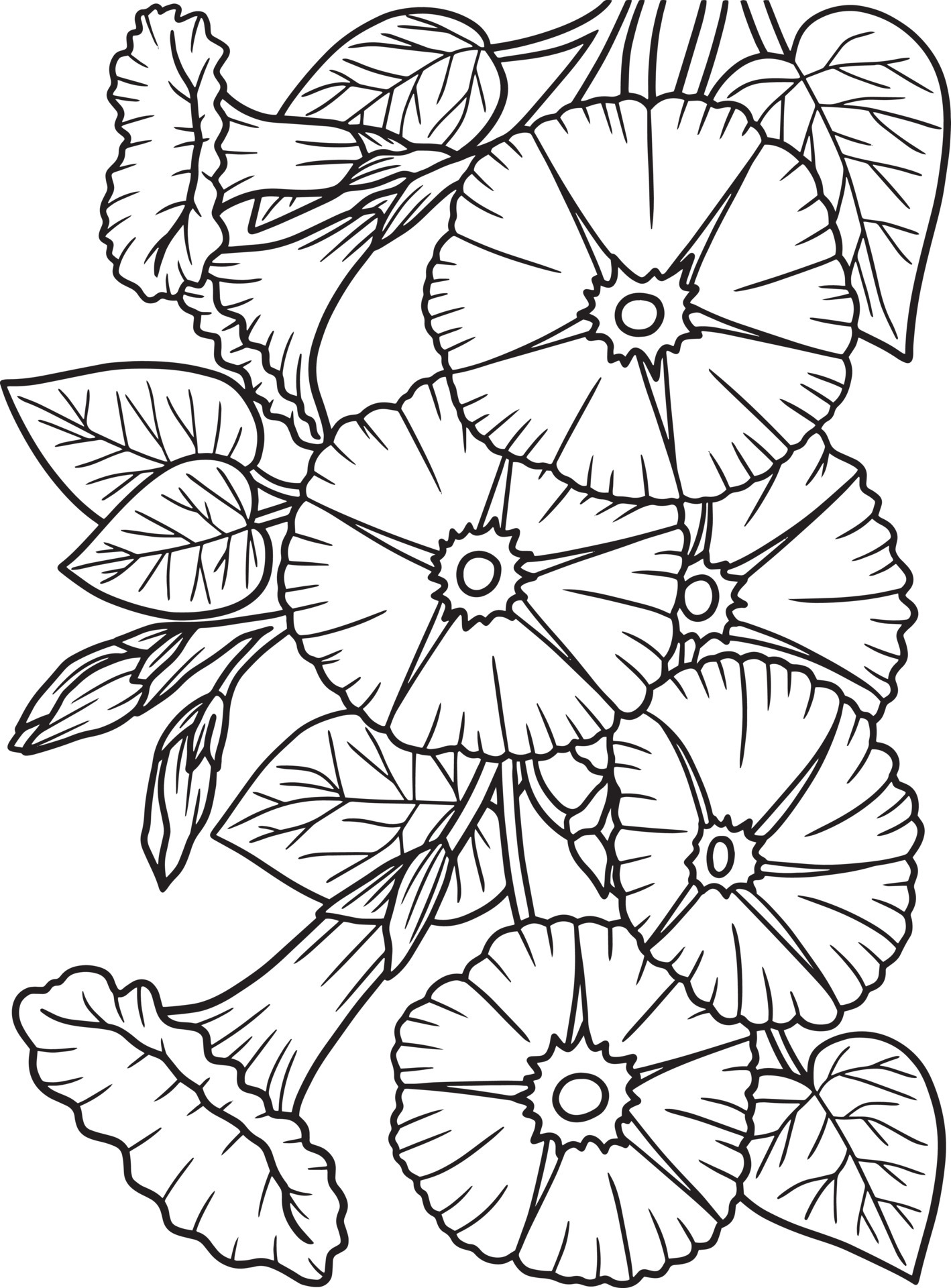 Morning Glory Flower Coloring Page for Adults 7066680 Vector Art at Vecteezy