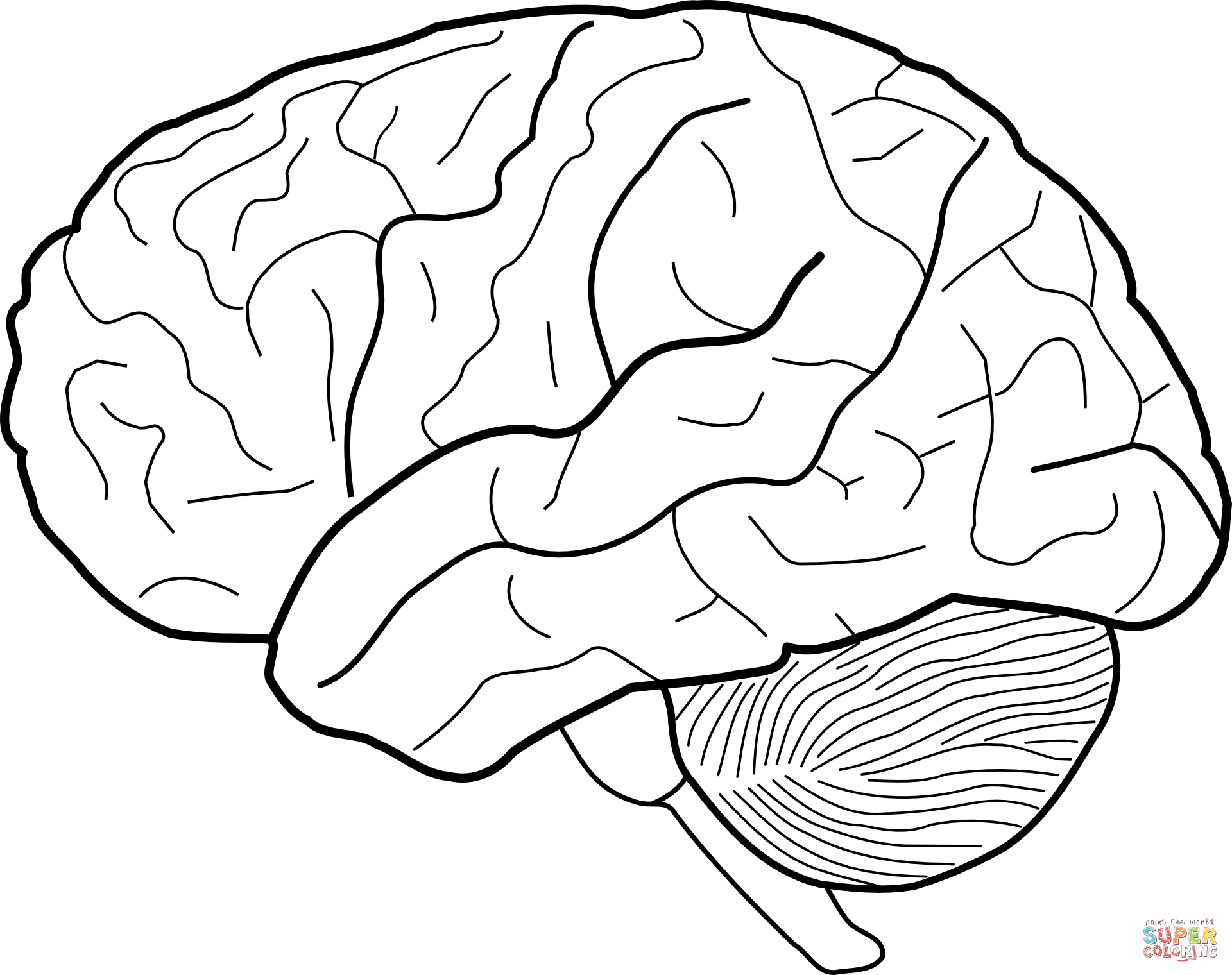 Human Brain coloring page | Free Printable Coloring Pages