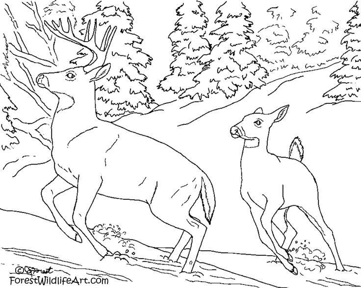 Arctic Coloring Pages. free printable polar bear coloring pages ...