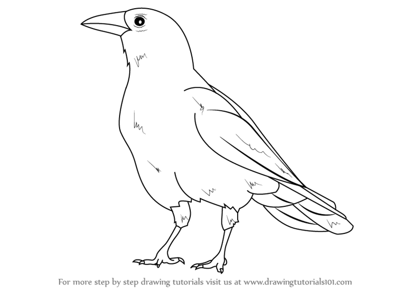 Learn How to Draw an American Crow (Birds) Step by Step : Drawing ...
