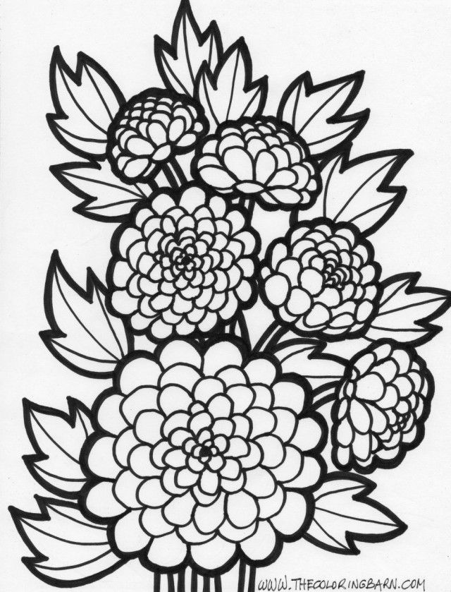 marigold flower coloring pages - Clip Art Library