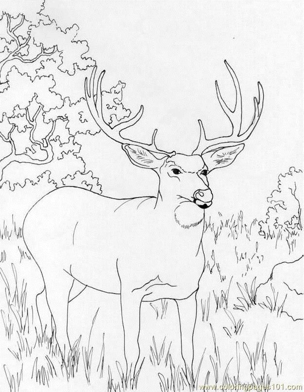 white tailed deer coloring page sketch template. whitetail deer ...